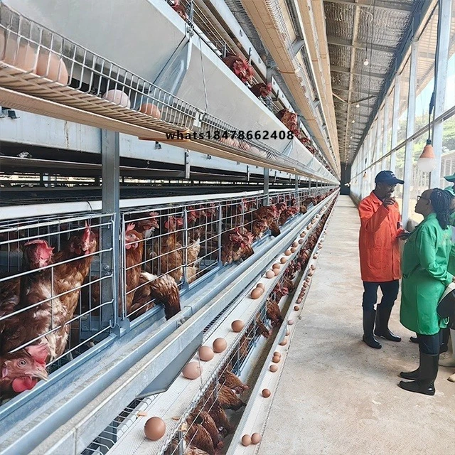 Poultry House Design 50kW Hybrid Solar Inverter Energy-saving Structure Panel  On/Off Photovoltaic Energy Conversion System