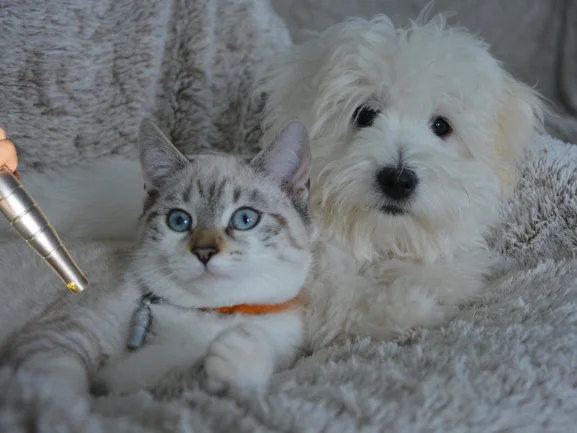 

Smart Timer Pet Laser Machine Auto Shut Off 10-Min Session Control Anxiety-Free Home Treatment Device