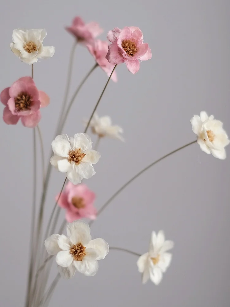 

Синий букет из сухоцветов маргариток: неувядающий, ручной работы, для любого случая