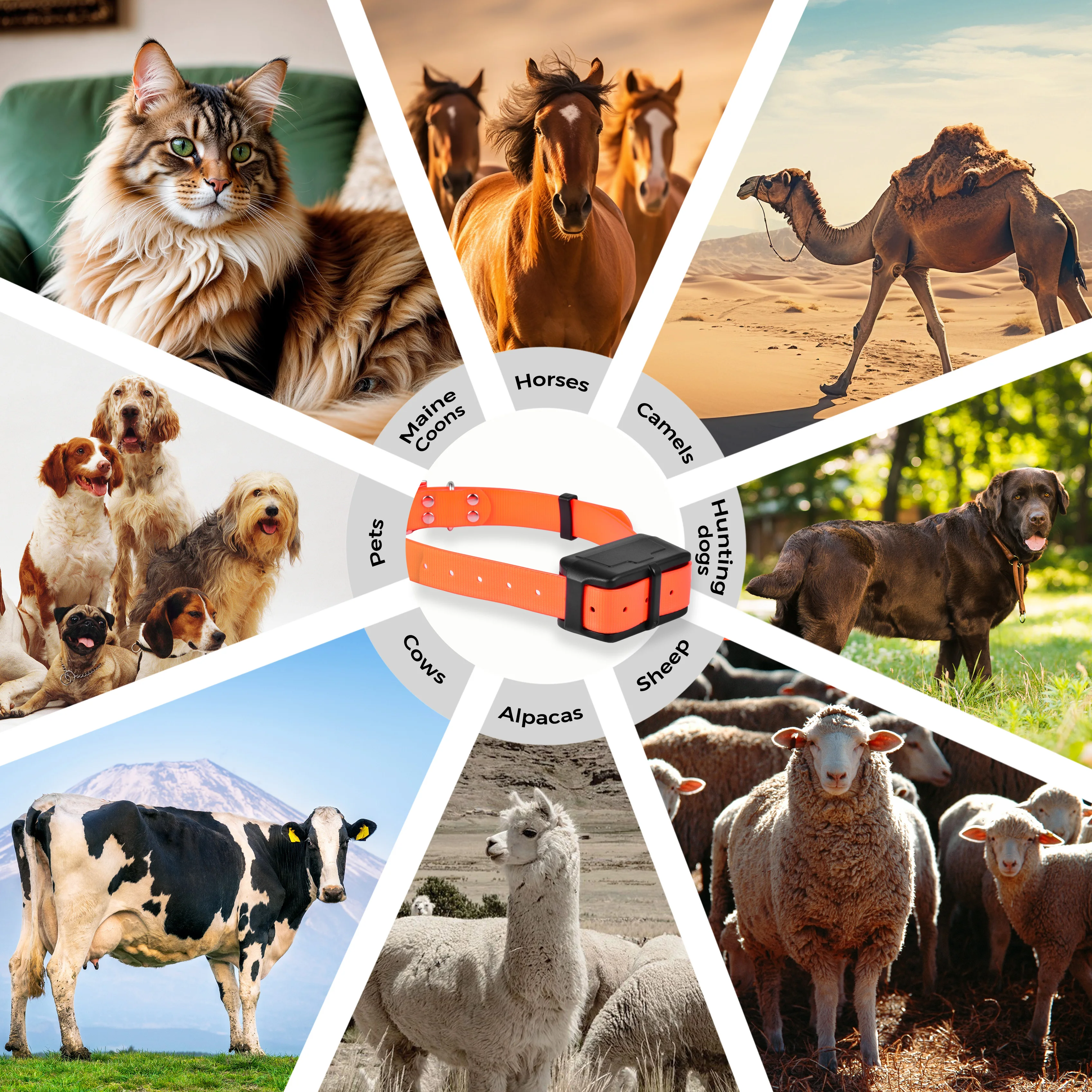 Localizador GPS para Ganado, C - Dog Gps Tracker Collar 4G Waterproof reseña y precio