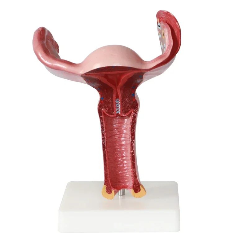 

Model of The Uterus, 1.5X Life Size 1: 1 Anatomy Genital Skeleton Model Medical Learning Study Supplies Anatomy Model