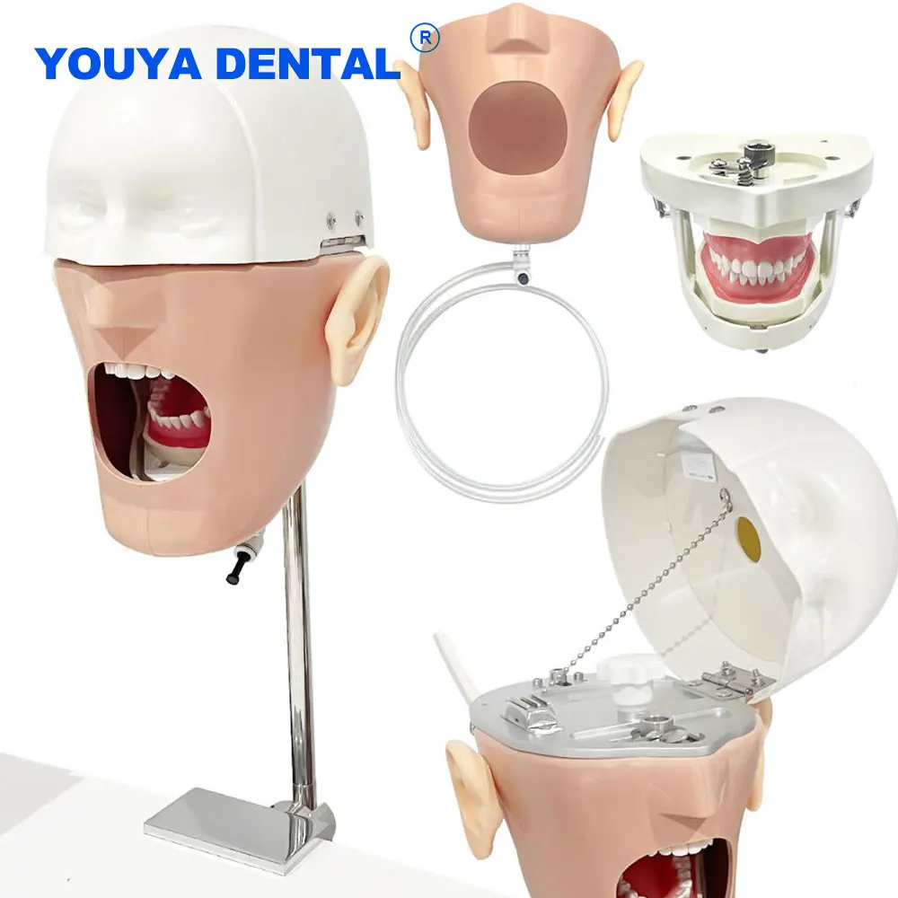 Head Model With 28/32Pcs Teeth Dental Manikins Phantom Model For Dentist Students Teaching Practice Bench Mount Clamp For Table