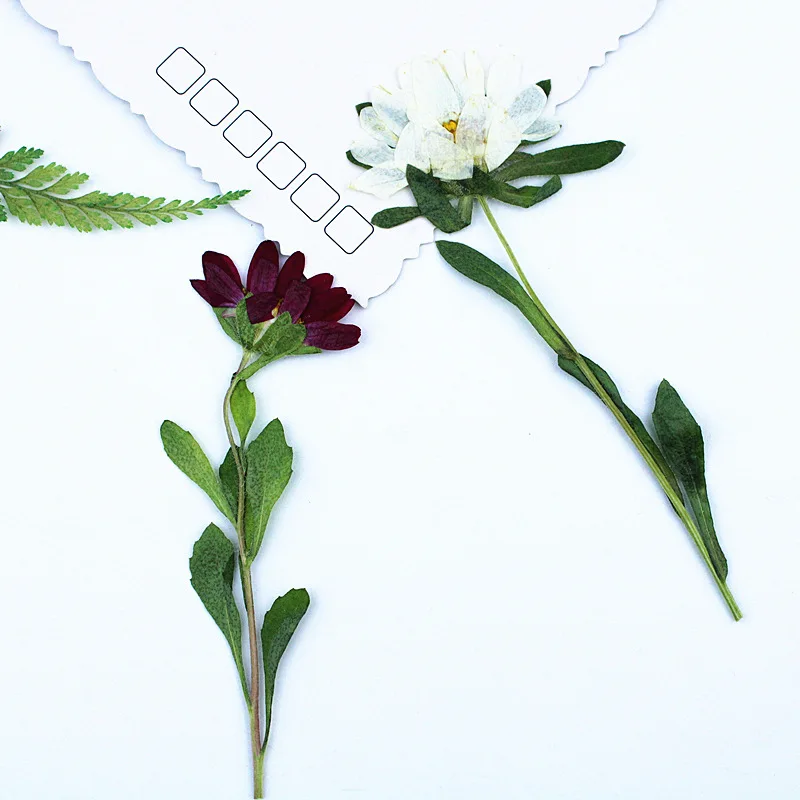 24 шт., миниатюрные прессованн – обзор и цена Dried Flower Pressed