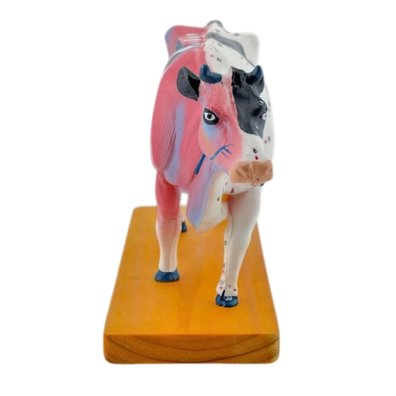 Cattle Anatomy Model for Acupuncture and Moxibustion, Animal Anatomy Model Cow Anatomy Model Organs Teaching Prop Dropship