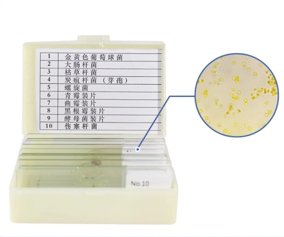 10PC Prepared Slices Bacteria Fungi Microorganisms Microscopic Slides Specimen Gram staining Sample Biological Teaching Slicing