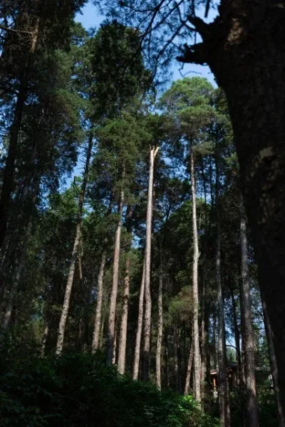 

1 Pair Carbon Fiber Chassis Side Plates for Graphite Rock Crawler Axial SCX10 Pro RC CAR Upgraded Parts