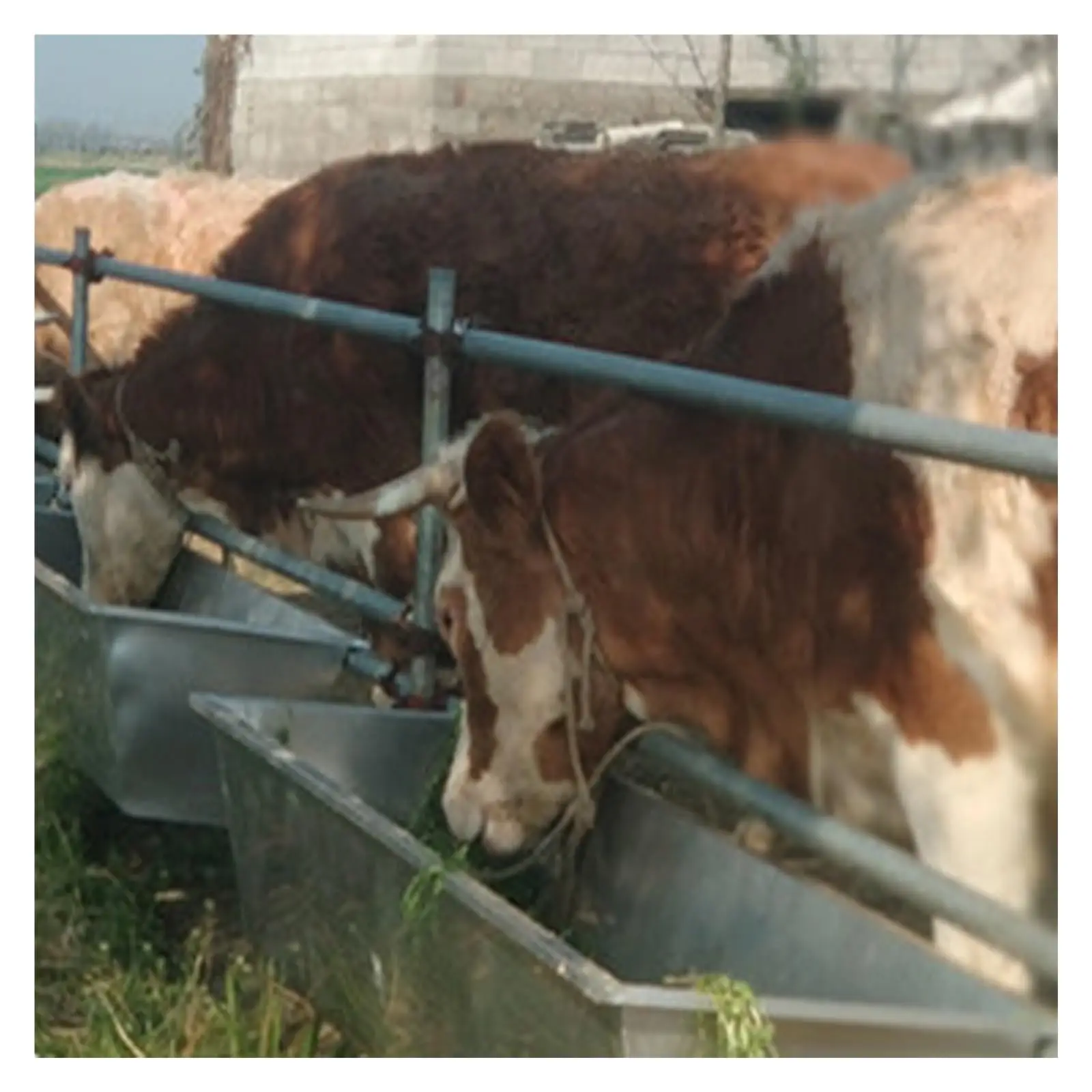 Cattle Sheep Drinking Feeding Trough, Outdoor Stainless Steel Livestock Feeder Troughs, Animal Hay Feeders for Cattle