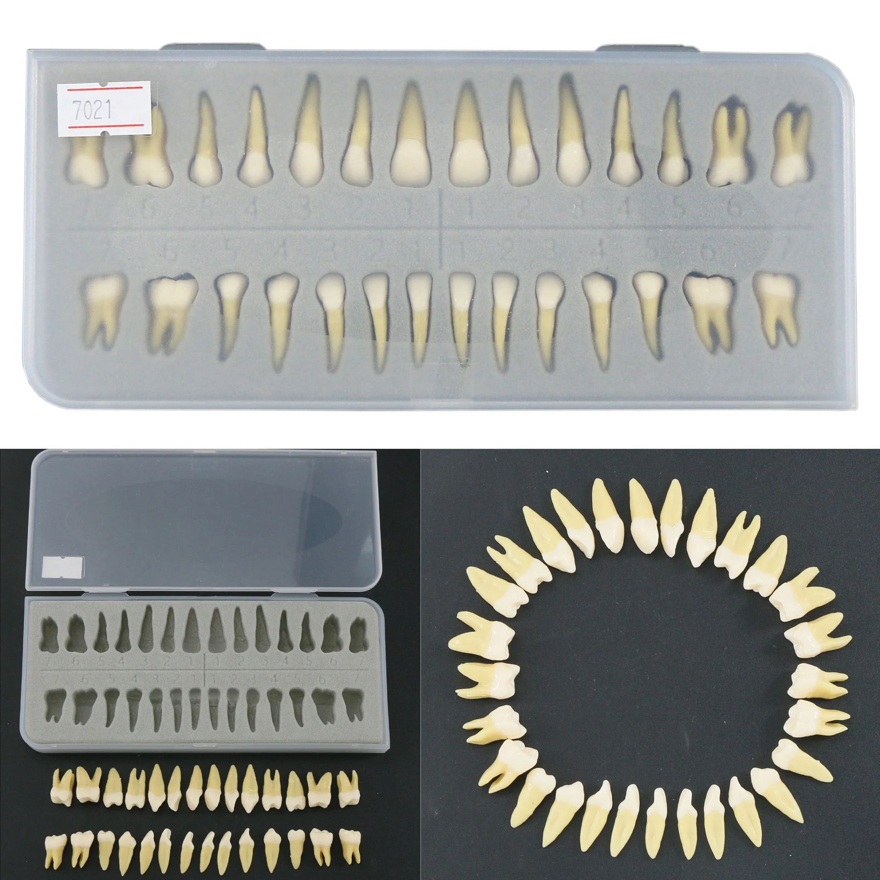 

28Pcs Teeth Dental Permanent 1:1 Teeth Demonstration Teach Study Typodonts Model M7021