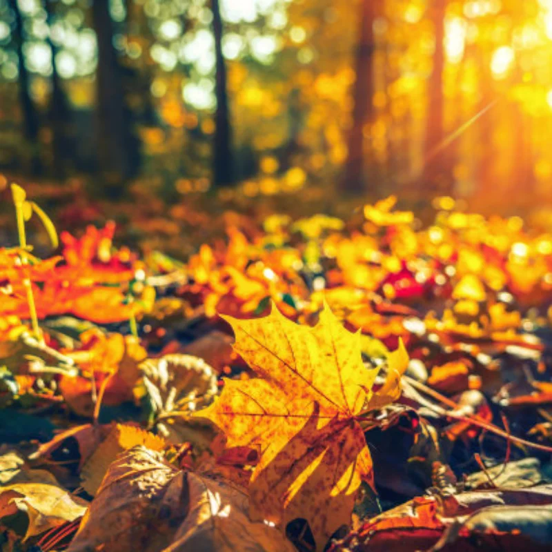 

Комплект внедорожных шин и дисков (4 шт.) 126*48 мм для радиоуправляемых моделей внедорожников 1:8 (багги, Arrma, HSP, HPI, Trxs) и аксессуаров для грузовиков-транспортеров