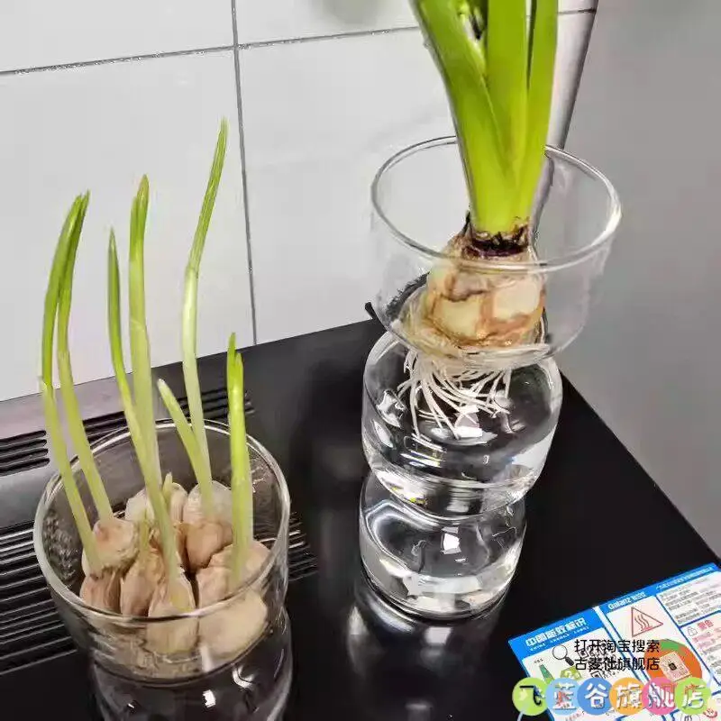 

Прозрачный стеклянный цветочный горшок для гидропоники, стеклянная посуда для выращивания чеснока, украшения для гостиной, аксессуары для дома, гидропонное выращивание чеснока