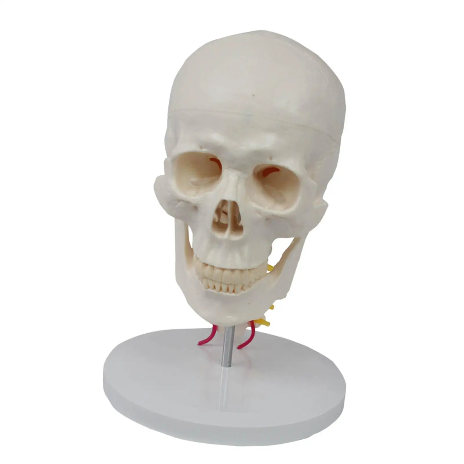 

1:1 Human Head Cervical Vertebra Model 7 Size Model for Collectibles Study Material Classroom Supplies Science Display