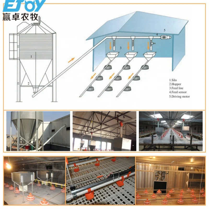 Equipamento de frango de corte automático, estilo industrial profissional, casa de contêiner de frango