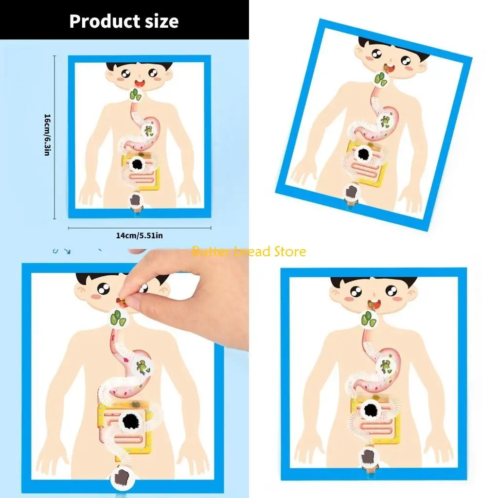 W89C Educational Digestive Anatomy Model Learning Tool para crianças estudantes 6＋