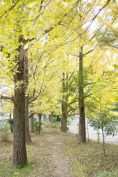 

400ml Square Glass Mug With Lid and Straw Breakfast Milk Cup Microwave Safe Transparent Party Beer Coffee Mug Cocktail Tool