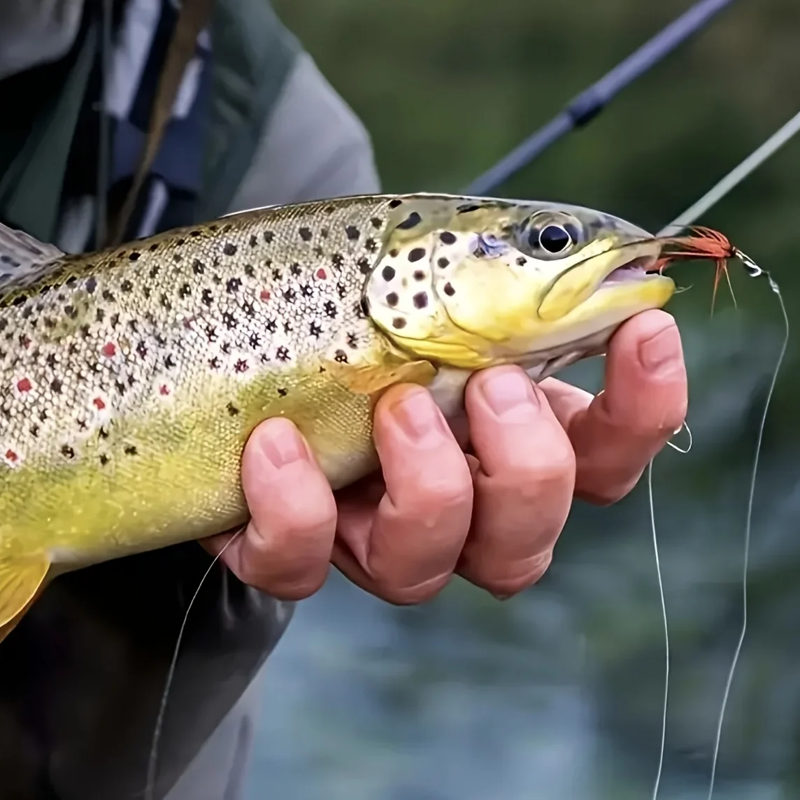 5 Stück Fliegenfischen-Vorfachseil 9FT 0X-7X Klares Konisches Nylonseil mit Schlaufe für Forelle, Barsch, Lachs, Hecht – Detail 8