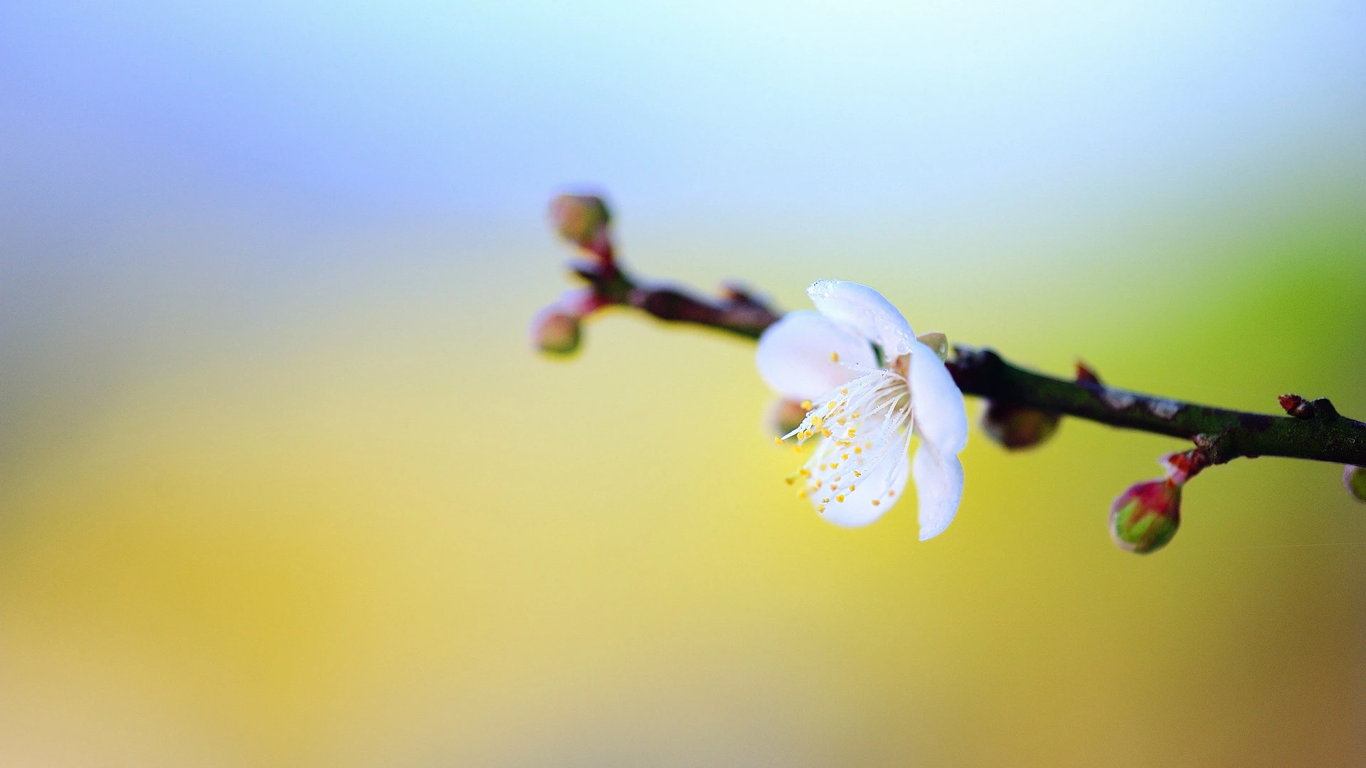 

21.6V 4800mAh Vacuum Cleaner Replacement Battery for Dyson DC16 BP01 12097 912433-01 Li-ion Rechargeable battery