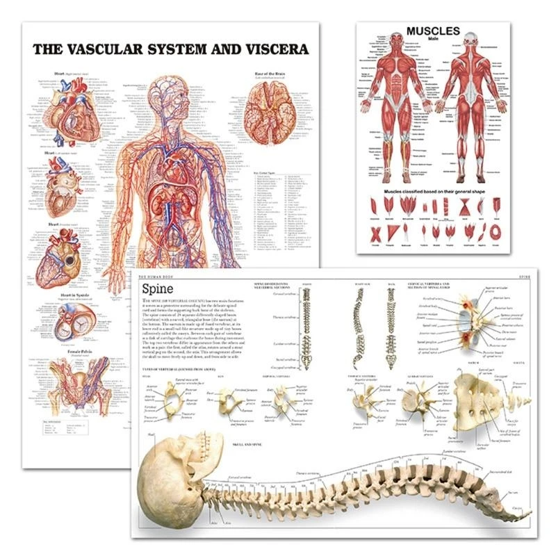  Realistic Muscle Anatomy Chart In front/Back Sided 19.69'' x 27.56'' for Doctors
