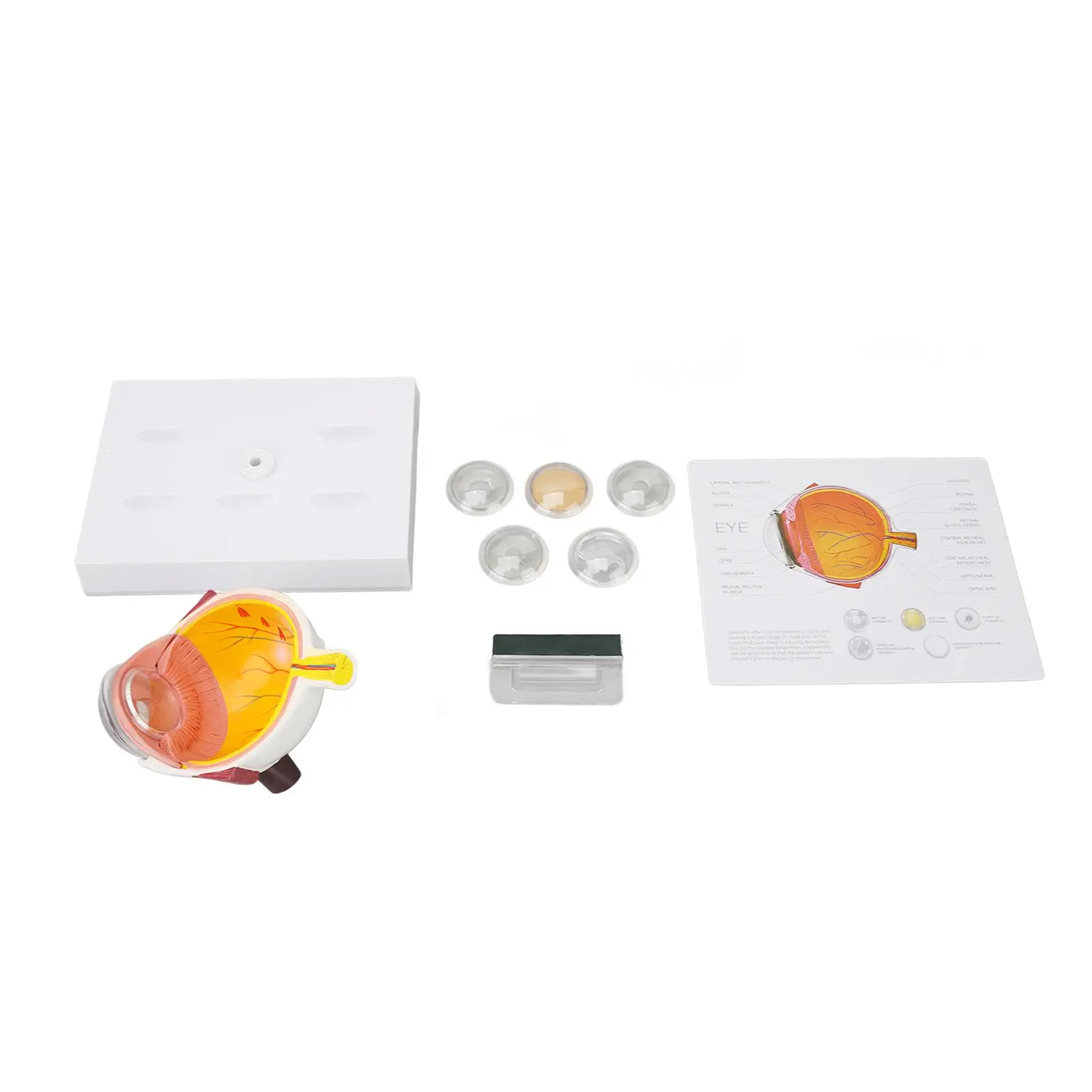 

Realistic Human Eyeball Model with Detailed Internal External Structure and 5 Lenses for Educational Use