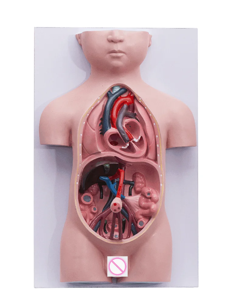 Fetal Blood Circulation and Placenta Model 3 Parts Medical Science Simulator Teaching Aids for Medicine College Biology and Hosp