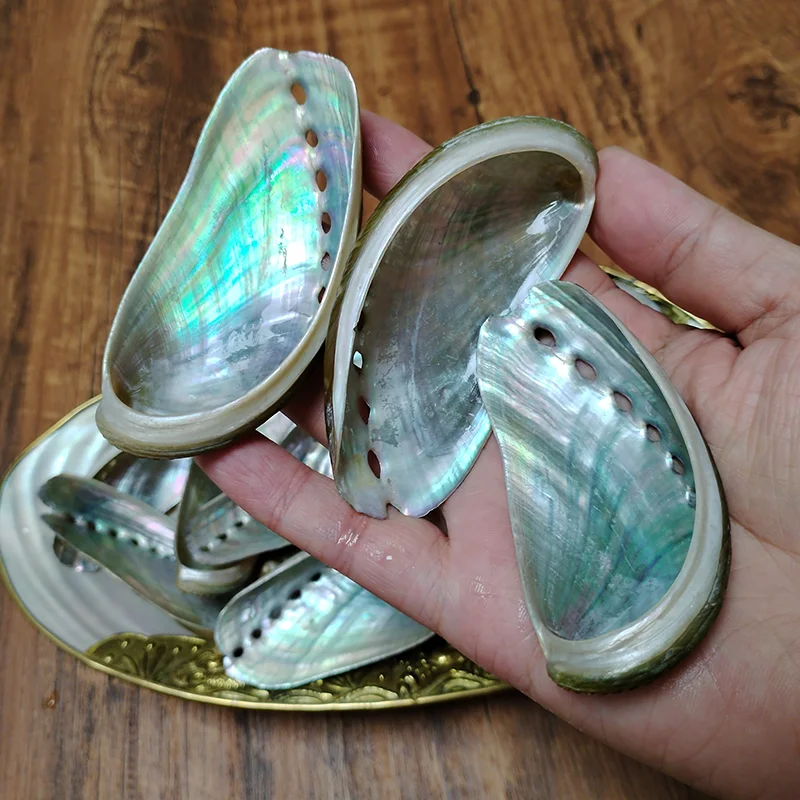 8 PCS Donkey Ear Abalone Shells Natural Haliotins Asinine Seashell for DIY Crafts, Arts and Home Decor (2 inches - 4 inches)