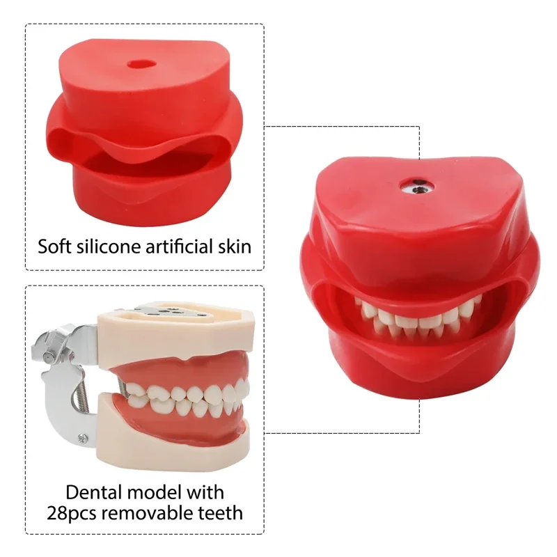 Prosty model dentystyczny bez głowy Model nauczania dentystycznego z zębami Typodont Standardowy model zębów 28/32 dla dentystów Szkolenie uczniów