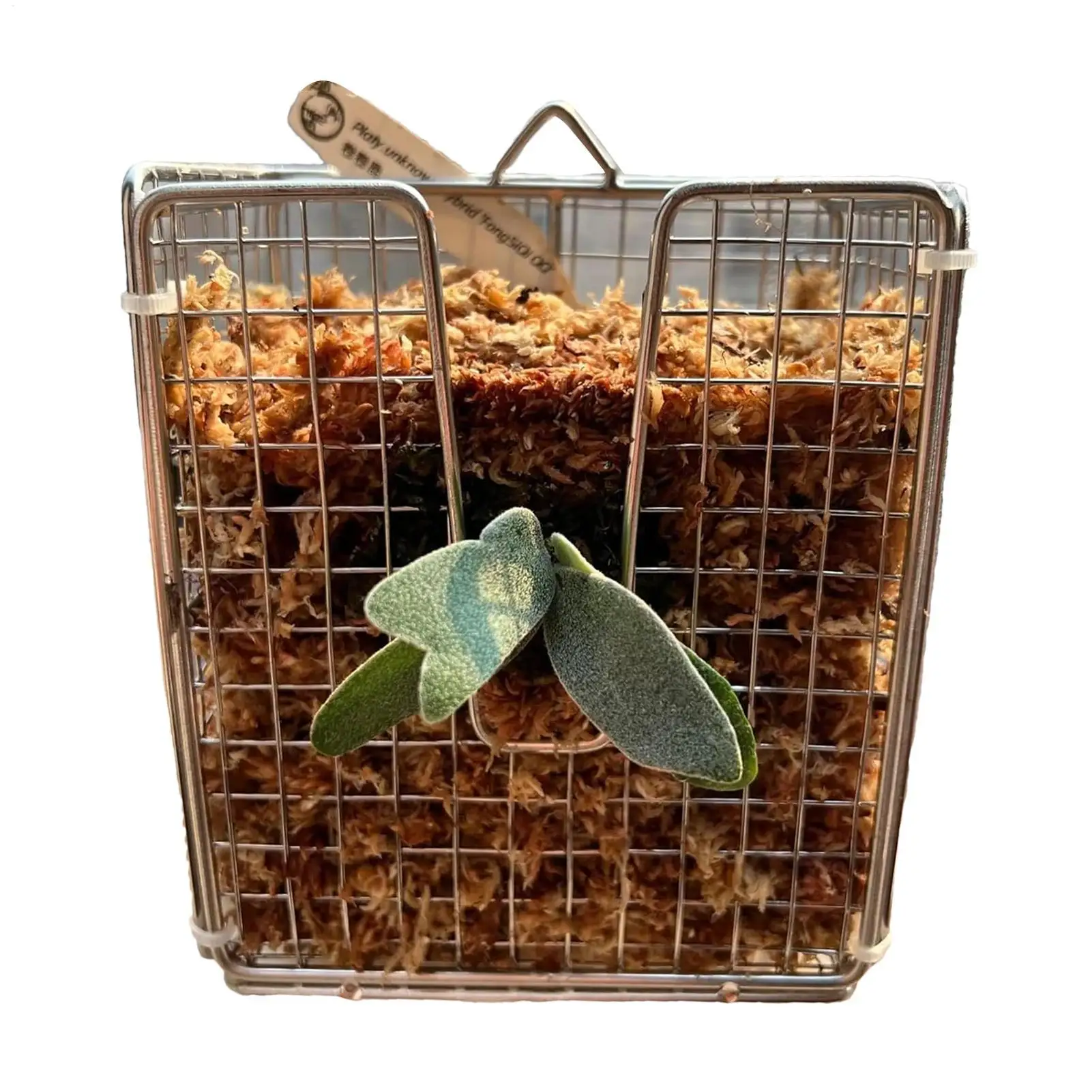 

Staghorn Fern Mount Rustproof Metal Planter For Plants Wall Mount Frame Kit 304 Stainless Steel Basket With Vertical Design For