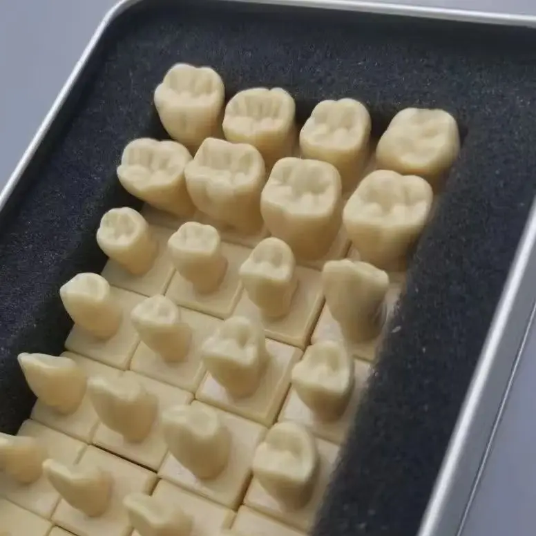 

Dental with Tooth Structure and Practice Tooth Carving Teaching Comparison Model Pit Fissure Caries Dentist Lab Material Tools