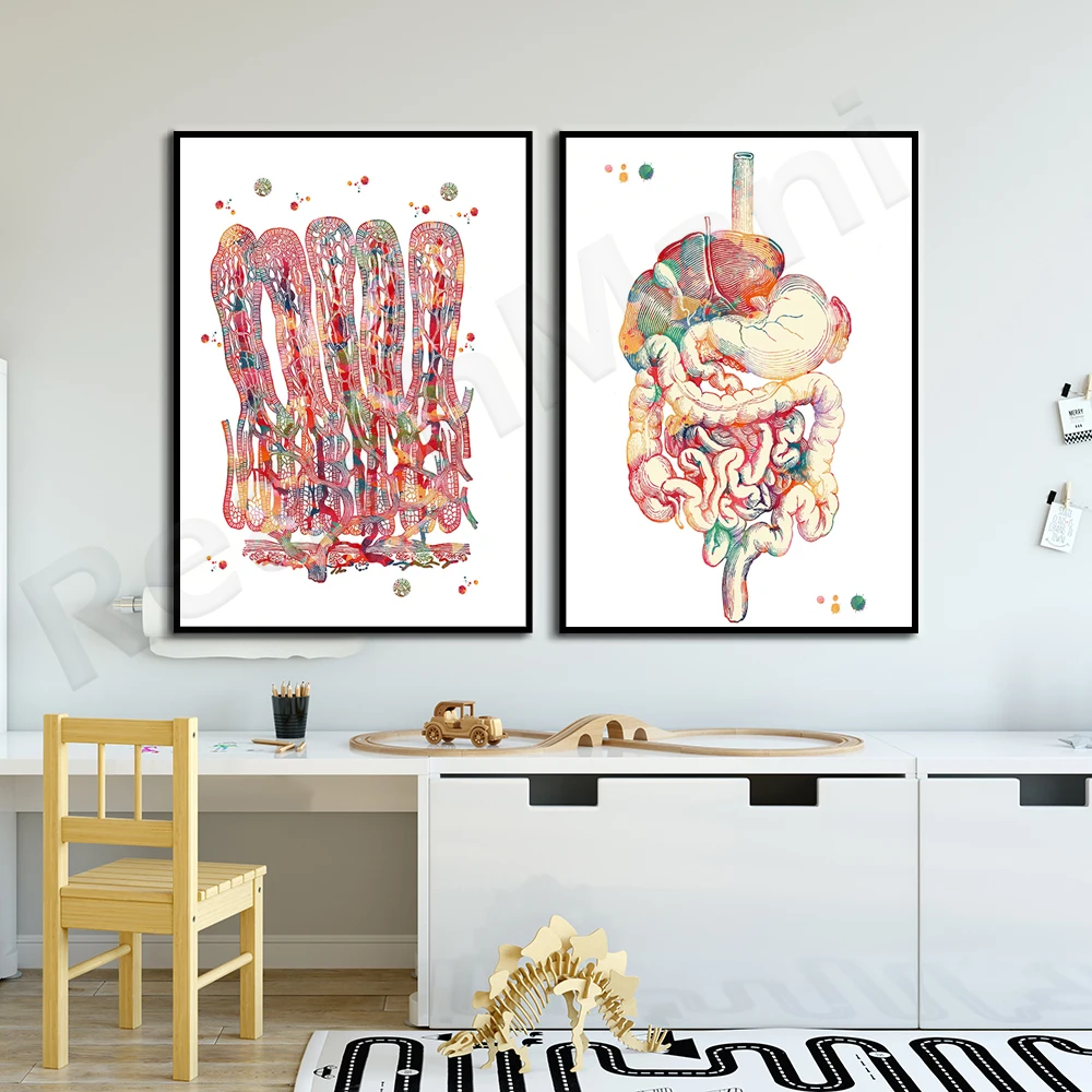 ملصق تشريح الجهاز الهضمي البشري، لوحة ألوان مائية للأمعاء، تشريح زهرة الأمعاء #3