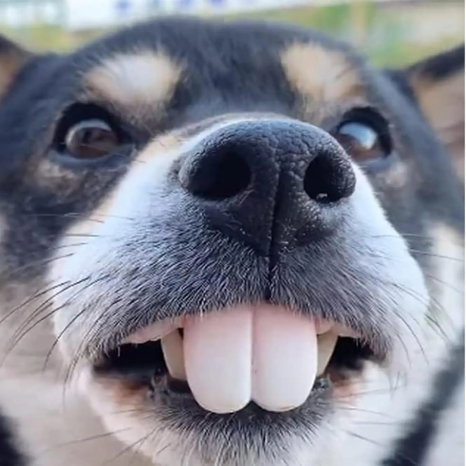 Prothetisch speelgoed voor honden Grappig siliconen speelgoed voor valse tanden Hondentandapparaat Hondenspeelgoed Grappig speelgoed Speelgoed met hondentandapparaat
