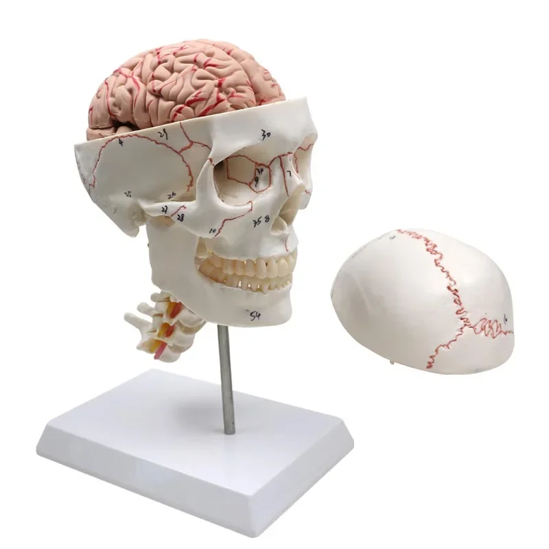 GREATLH 1:1 Human Skull Model with Cervical Vertebra Anatomical Model Natural Life Size Medical Supplie