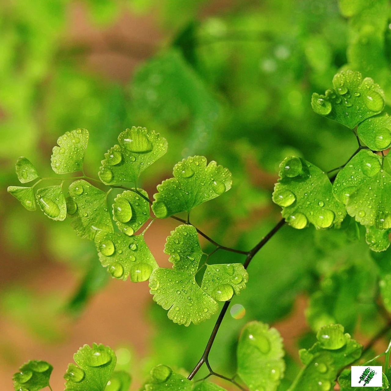 

GPM Aluminum Rear Adjust Spring Dampers Shaft For Limitless V2 Infraction Felony 6S