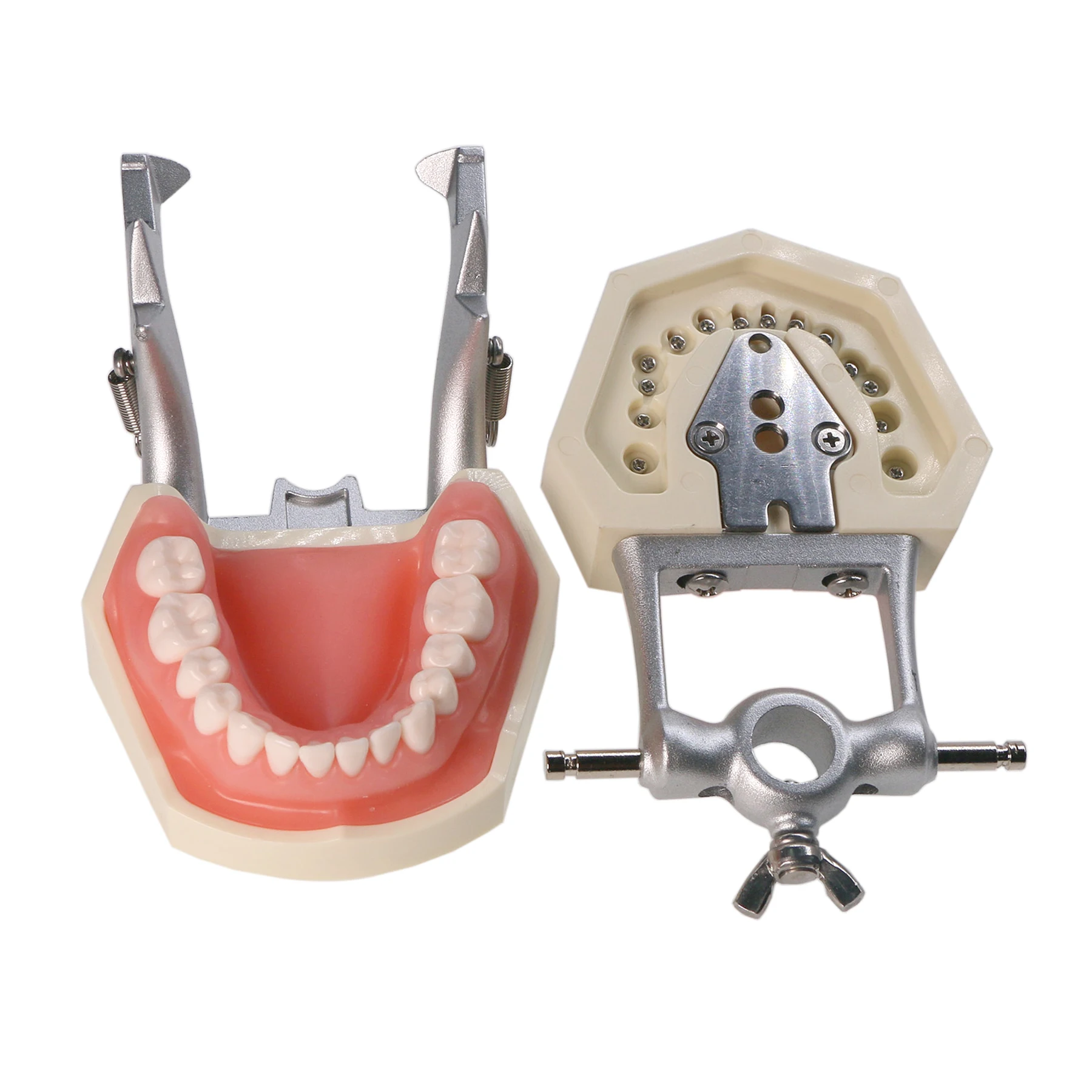 Kilgore Nissin 500 pasuje do Model zębów dentystycznego M8011 standardowe badanie praktyki napełniania wkręcane 28 szt. Policzek symulacyjny