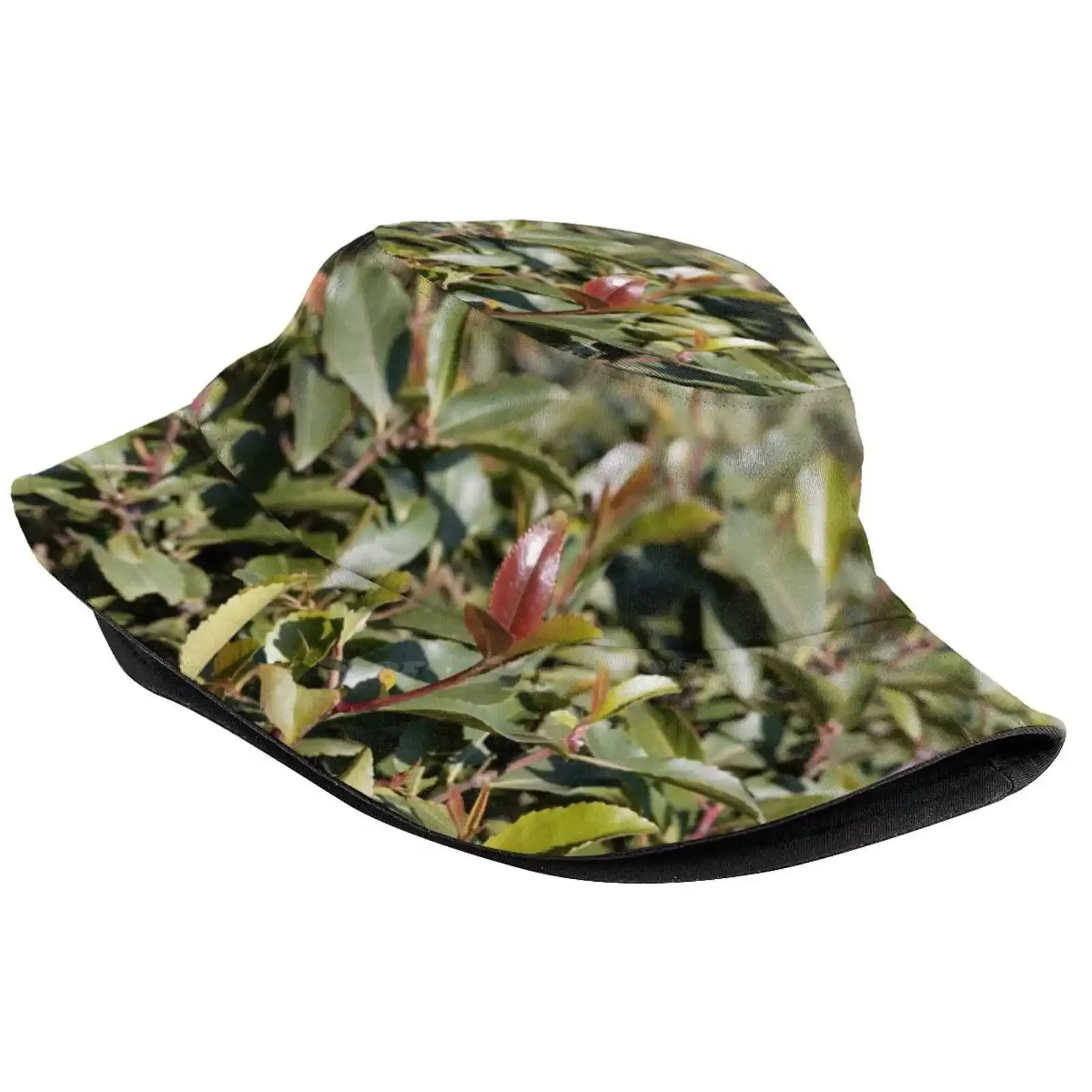 Fresh Leaves Of A Khat Or Qat Bush, Catha Edulis, In A Field. Sun Cap Fisherman Hat Bucket Hats Khat Qat Catha Edulis Bush Tree