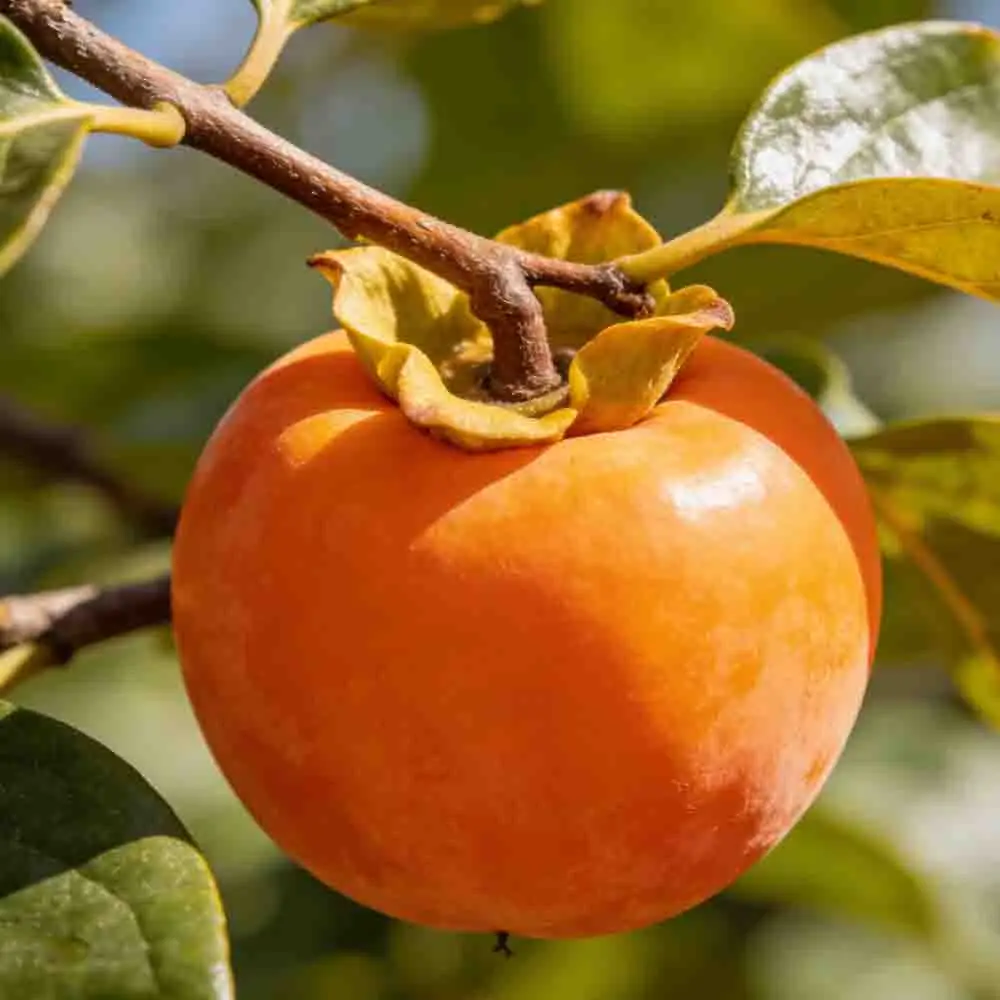 

Полетная система T-MOTOR Velox 5 дюймов для фристайла: моторы V2306 / V2207 V3, регулятор скорости V50A SE 6S, полетный контроллер VELOX F7 SE и пропеллеры T5146 4-в-1