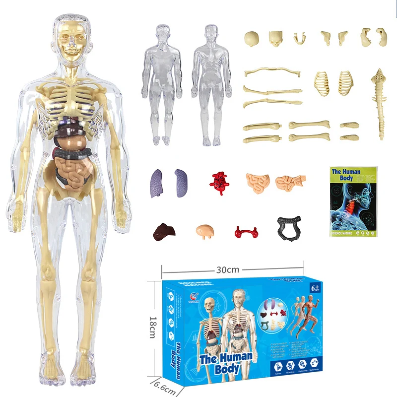 3D Human Body Model Action Figure Torso Anatomy Interactive Scientific Educational Kit with Removable Structural Organs Skeleton