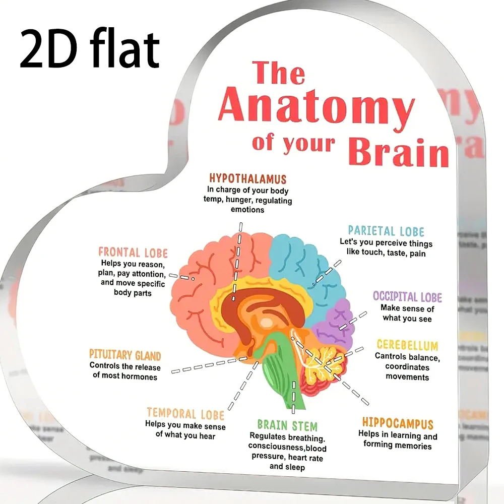 [Acrylic Brain Heart] High-Quality 2D Educational Brain Anatomy Acrylic Heart - Desk Decor Figurine | Non-Electric