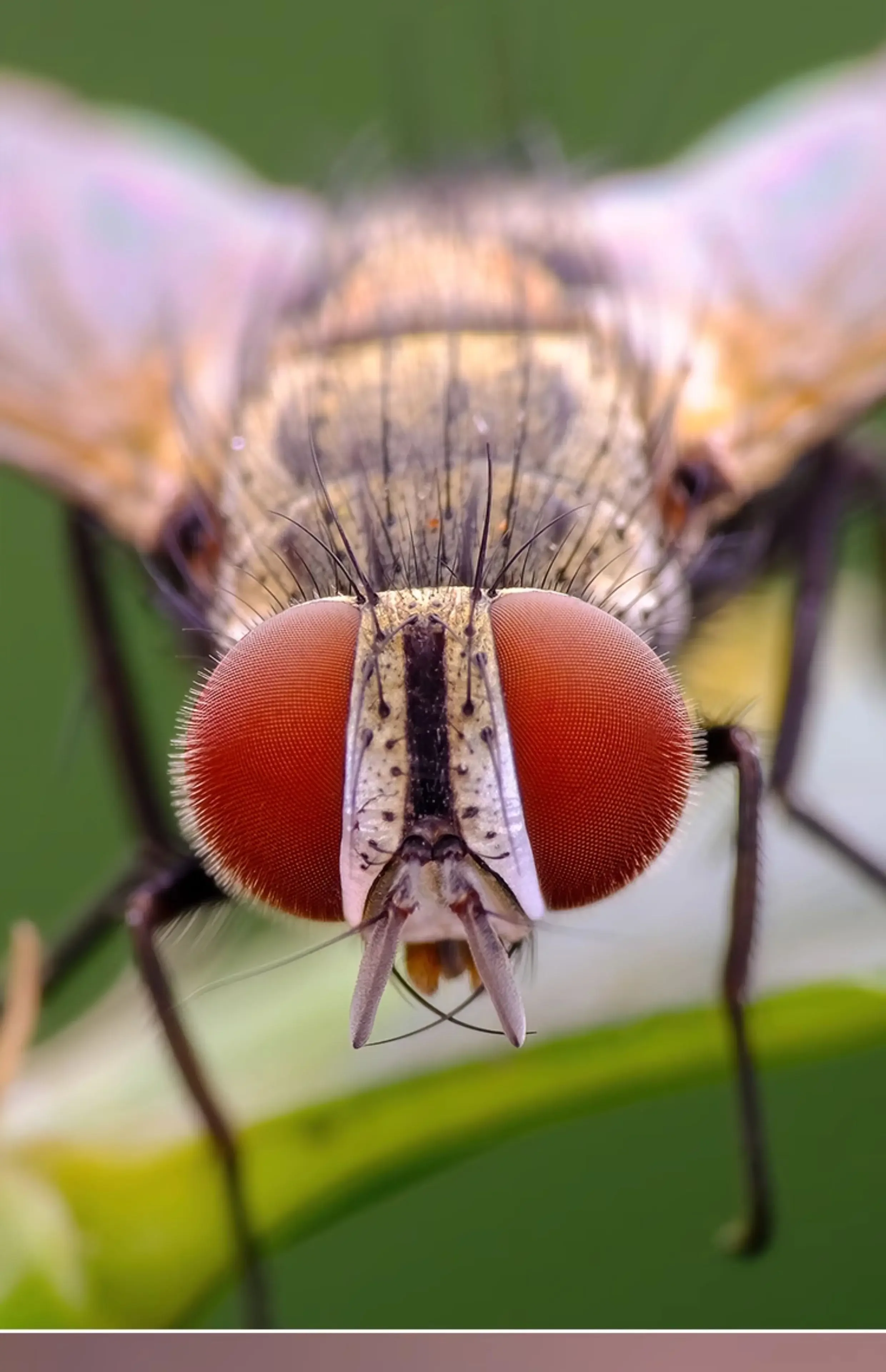Macro photography: horseshoe mask, macro flash diffuser, diffuser, diffuser, insect floral detail shooting