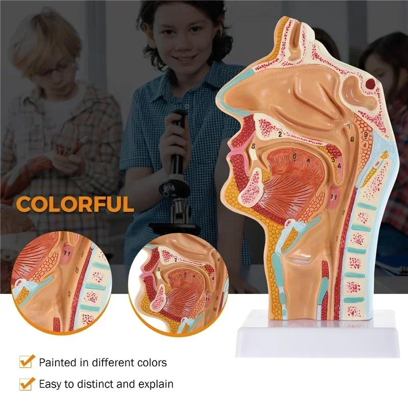 

Human Anatomical Nasal Cavity Throat Anatomy Medical Model for Science Classroom Study Display Teaching Medical Mode Equipment
