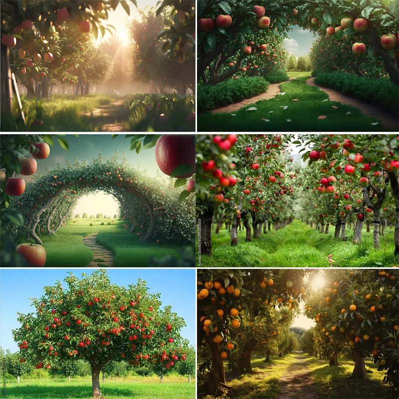 

Red Apples Tree Orchard Harvest Photography Backdrops Garden Sunlit Natural Tranquil Fruit Party Deco Photo Background PG-01