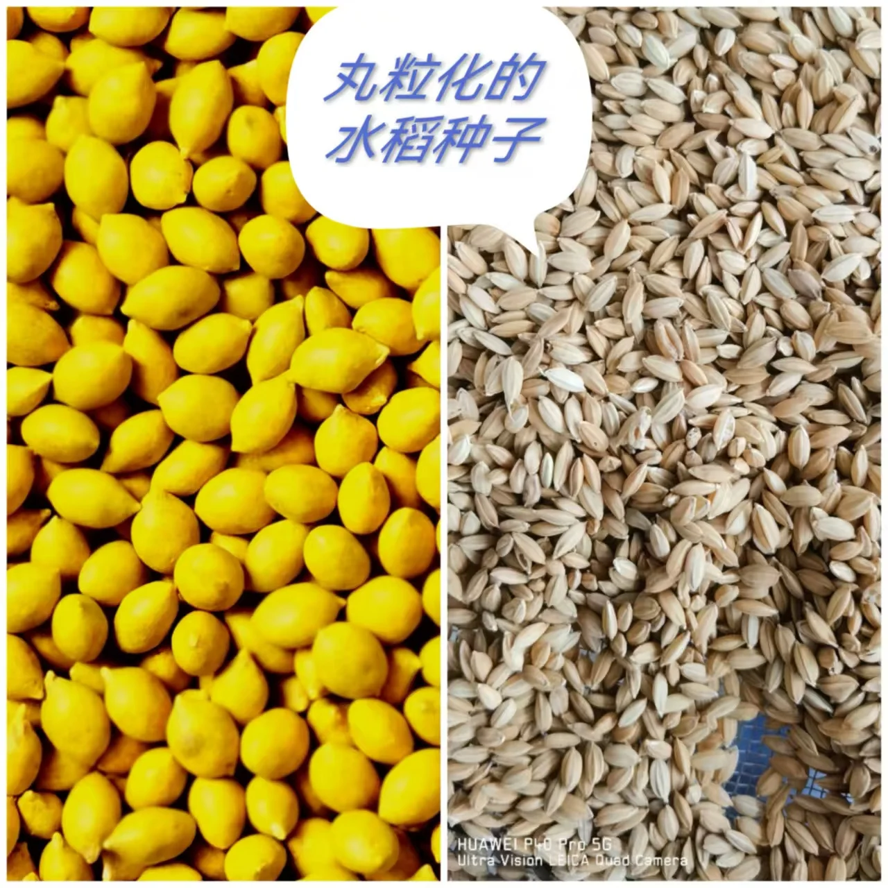 325 반자동 종자 펠릿 제조 장비