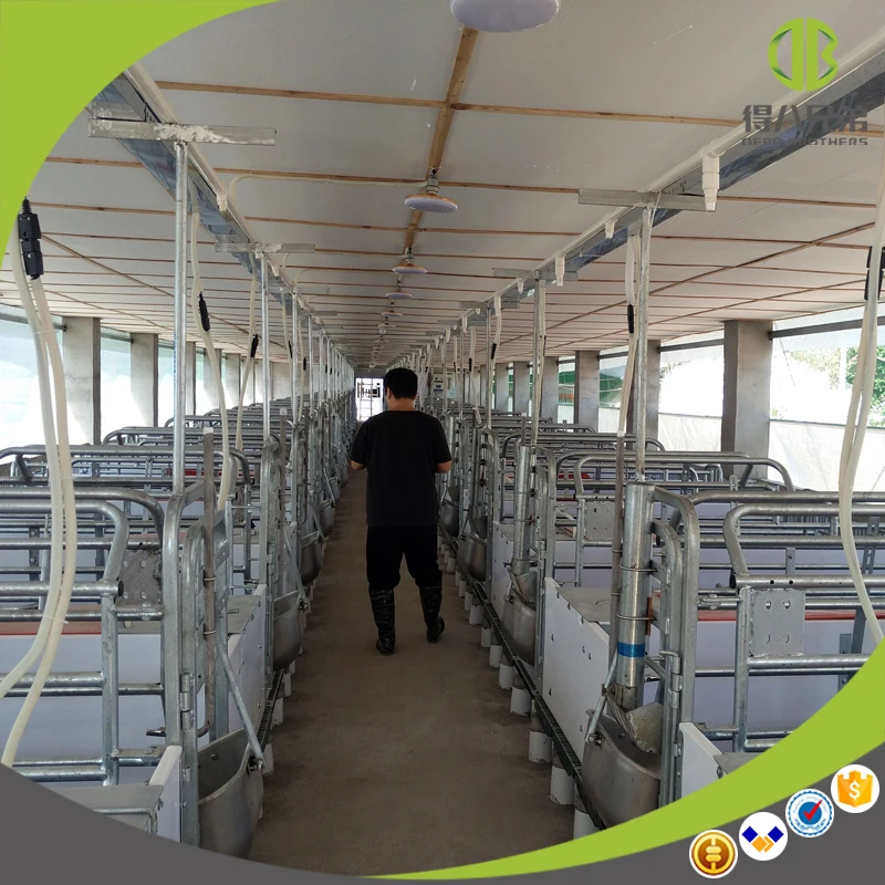 Caisse de lancer de cochon classique, offre spéciale