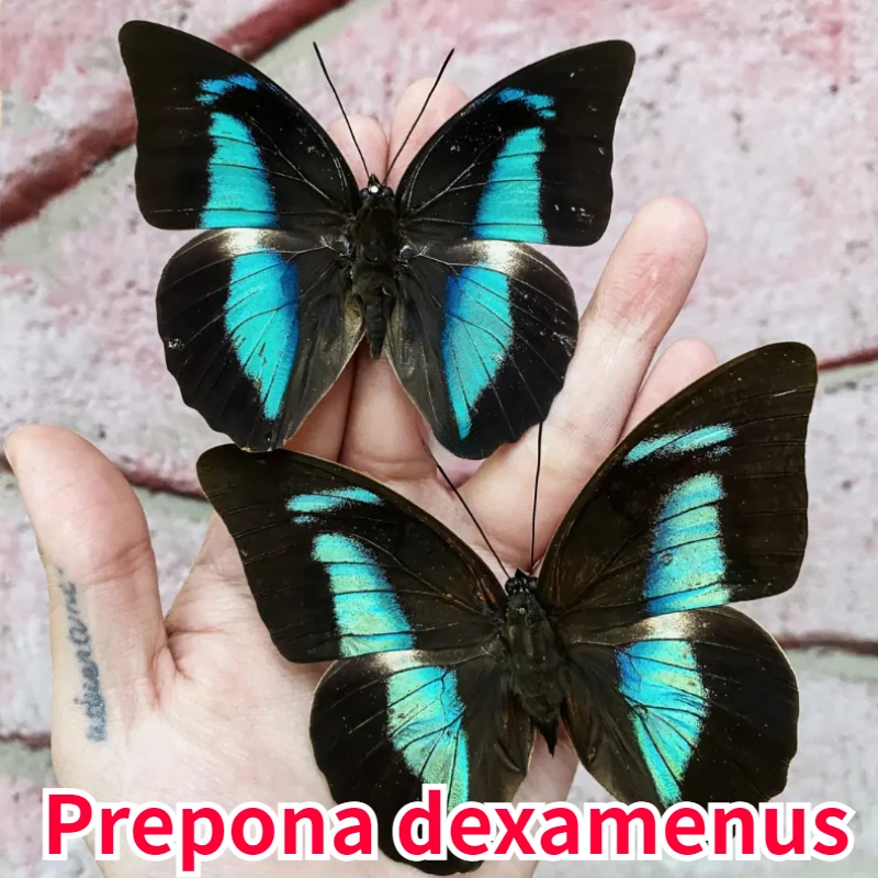 

Prepona Dexamenus Butterfly SpecimensReal Butterfly Insects Full Tentacles Biological Teaching DIY Hand Home Decor Sculpture