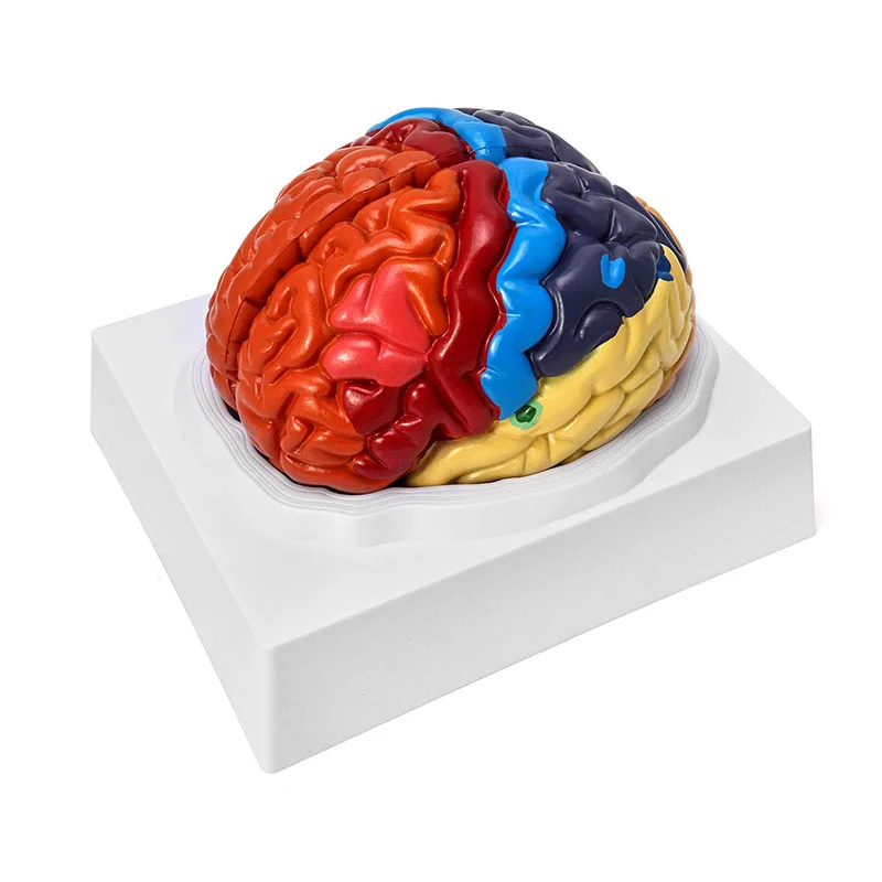 Life Size Human Brain Anatomical Model, Color-Coded Partitioned Brain, 2 Parts, Anatomically Brain Model for Science Classroom