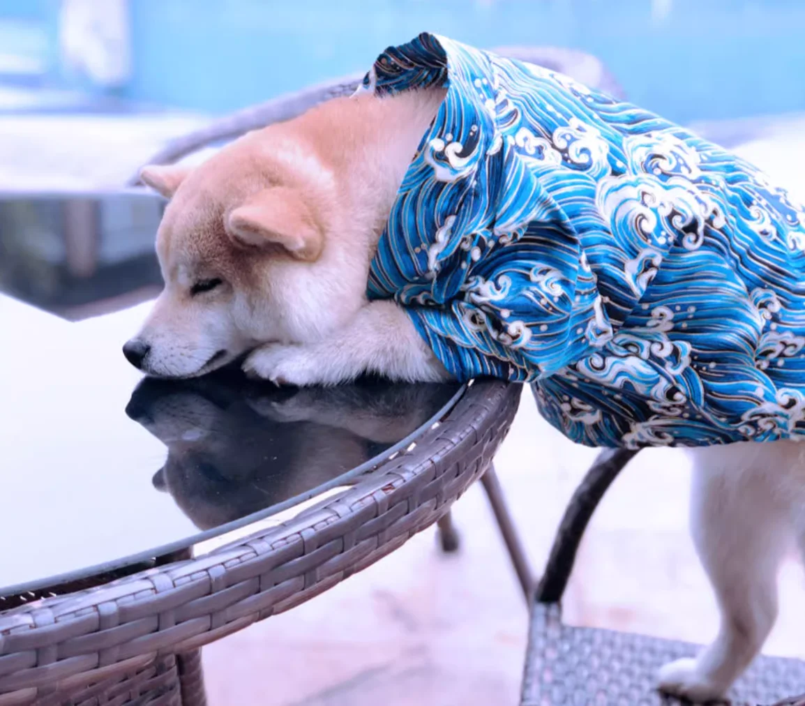 Japanese Style Pet Kimono Spring Summer Clothes for Cats And Dogs Small to Medium Size Shiba Inu Corgi Puppy Costume Outfit