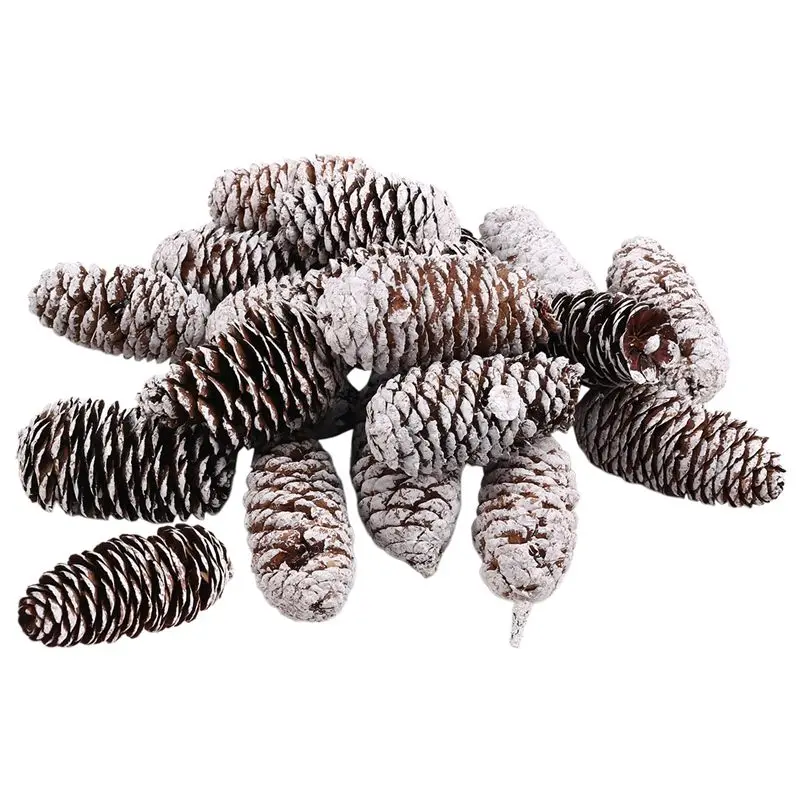 Apr.20 Pcs Pine Con…