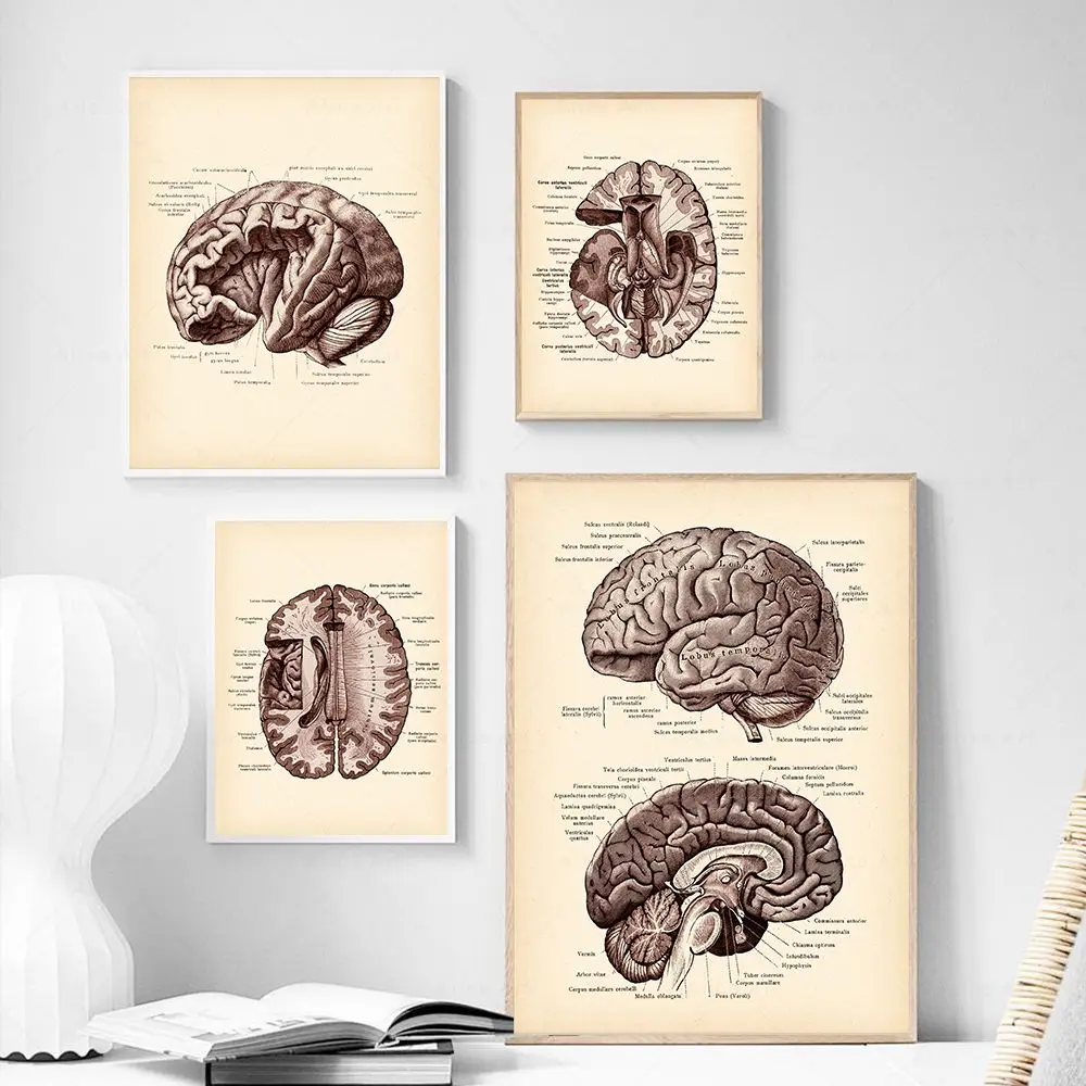 Vintage Human Head Anatomy Art Poster Medical Wall Picture Brain Neuroscience Canvas Painting Print Doctor Office Clinic Decor
