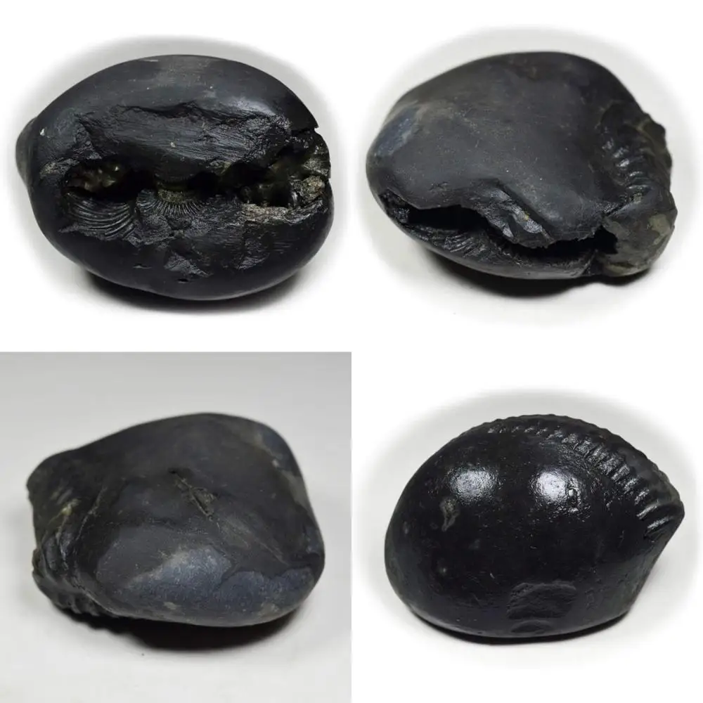 

Оптовая продажа, качество A+, 55-каратный шелломграммный камень от Gandaki River, Nepal - Lord Vishnu Fossil для Devotees