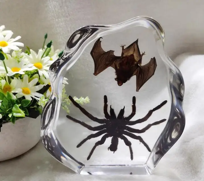 

Bat Specimen paperweight Taxidermy Collection embedded In Clear Lucite Block Embedding Specimen