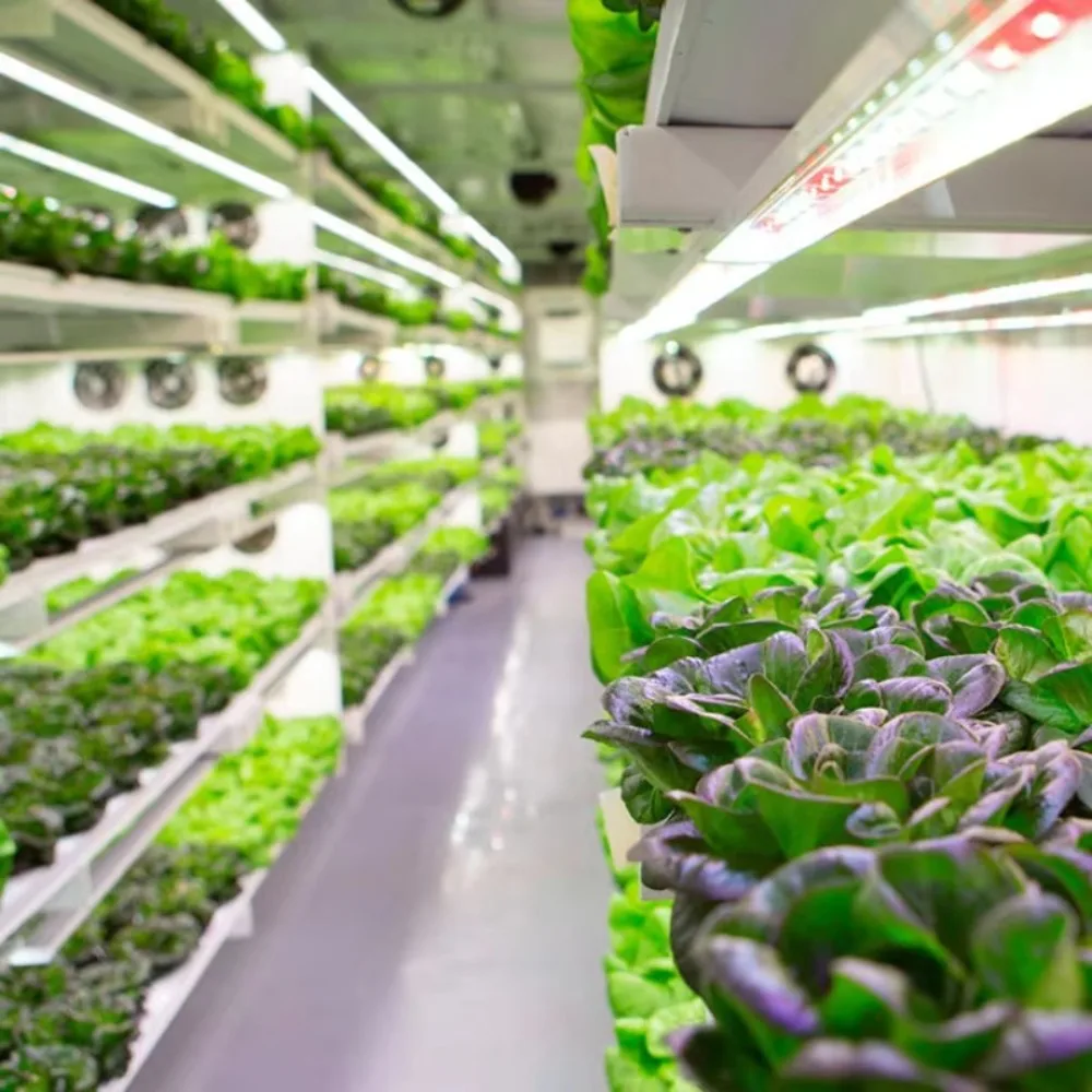 Turnkey Smart Mushroom Growing Container Automatic Climate Control System Complete Mushroom Farm Cultivation Solution