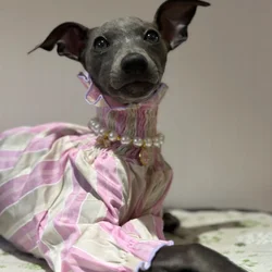 Female Dog Clothing Spring Summer Pink Puff Sleeves Shirt for Little Greyhound Cool Fabric Long Sleeves Soft Coat for Poodle Dog